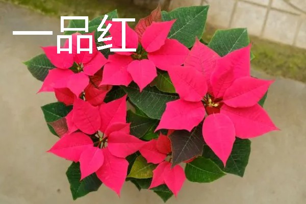 上面是红色叶子的植物有哪些,有红枫、一品红等