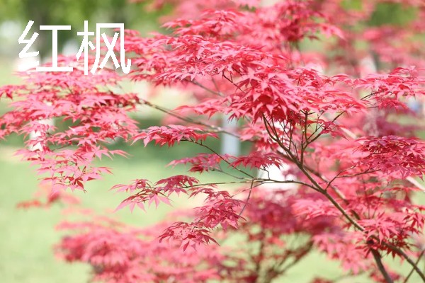 上面是红色叶子的植物有哪些,有红枫、一品红等