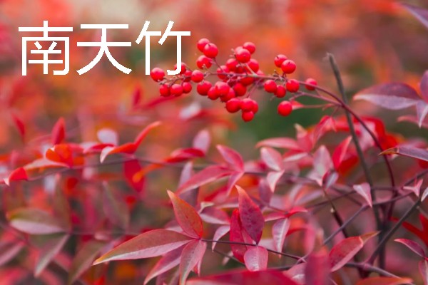 上面是红色叶子的植物有哪些,有红枫、一品红等