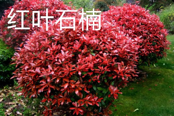 上面是红色叶子的植物有哪些,有红枫、一品红等