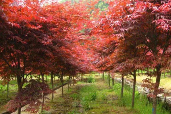 上面是红色叶子的植物有哪些,有红枫、一品红等