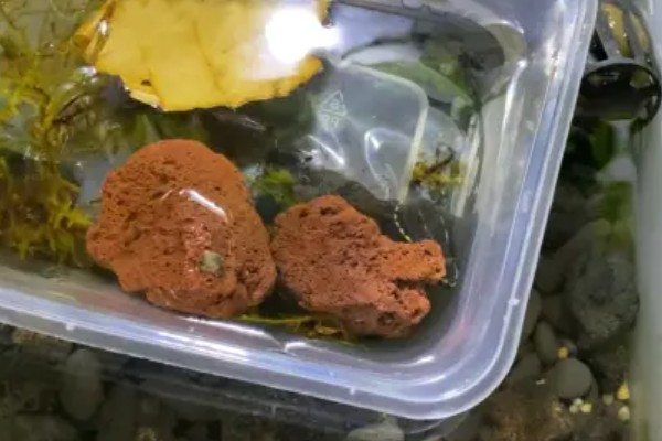 果核龟需要加温吗，果核龟是需要加温的
