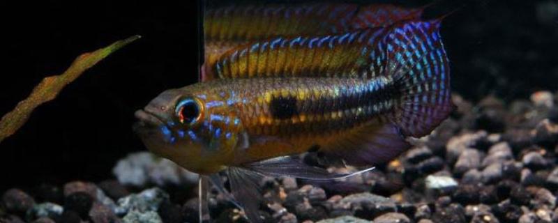 琴尾短鲷好不好养,具有一定的饲养难度