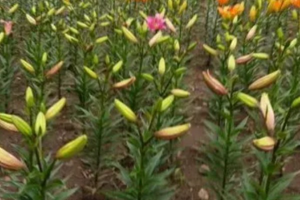 百合花的收获方式，鳞茎成熟后挖出来保存