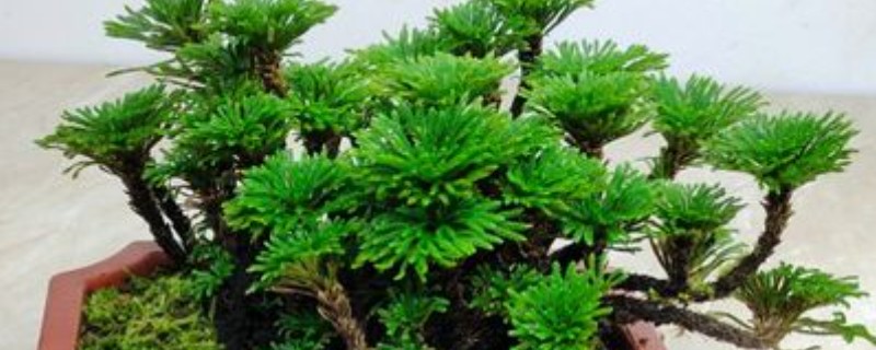 家里为什么不能养卷柏,家里是可以养卷柏的