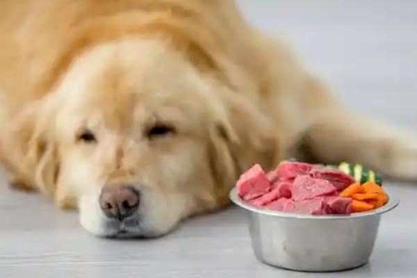 狗狗为什么厌食，可能是食物不合口味