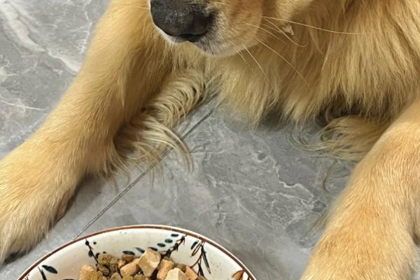 狗狗为什么厌食，可能是食物不合口味