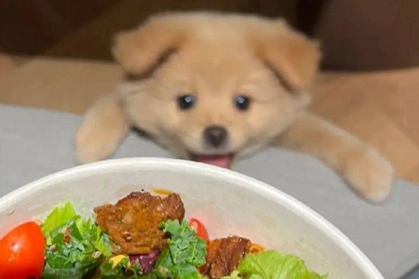 狗狗为什么厌食，可能是食物不合口味