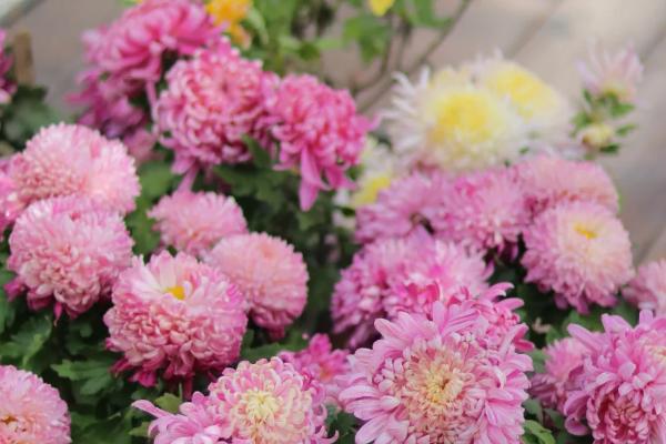 延长菊花花期的方法，要保证充足的光照、养分等