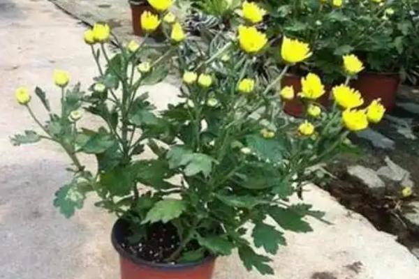 延长菊花花期的方法，要保证充足的光照、养分等
