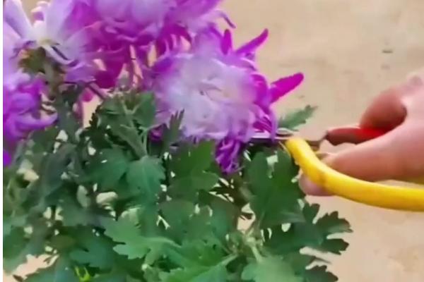 延长菊花花期的方法，要保证充足的光照、养分等