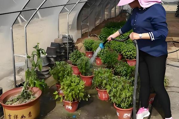 延长菊花花期的方法，要保证充足的光照、养分等