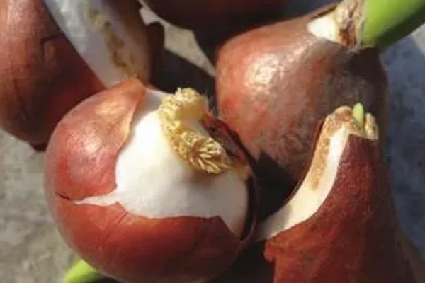 郁金香的繁殖方法，以分离小鳞茎法为