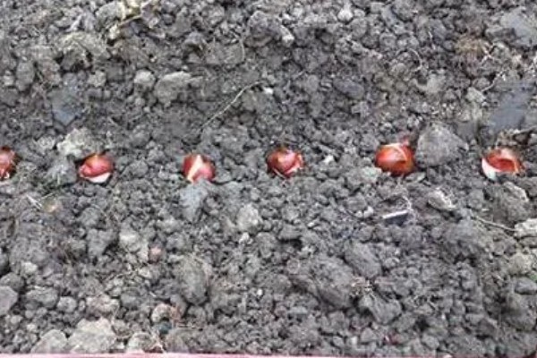 郁金香的繁殖方法，以分离小鳞茎法为