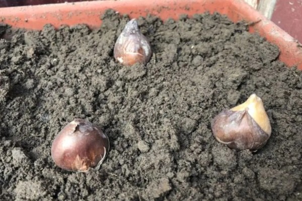 郁金香的繁殖方法，以分离小鳞茎法为