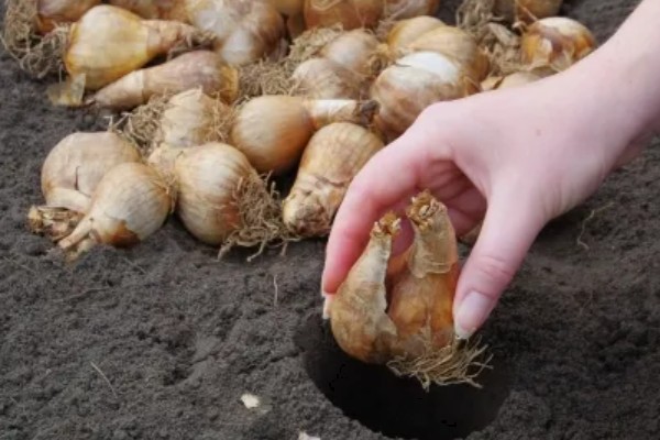 郁金香的繁殖方法，以分离小鳞茎法为