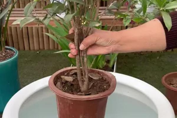 金桂怎么养殖，每隔3-4天浇一次水