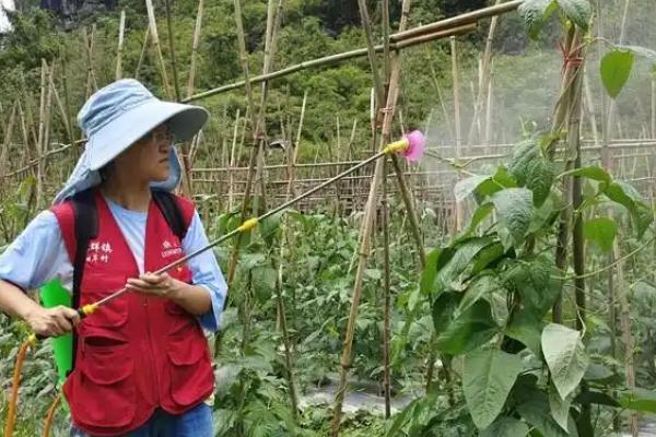 怎么防治豆角根腐病，实行轮作并种植抗病和耐病品种