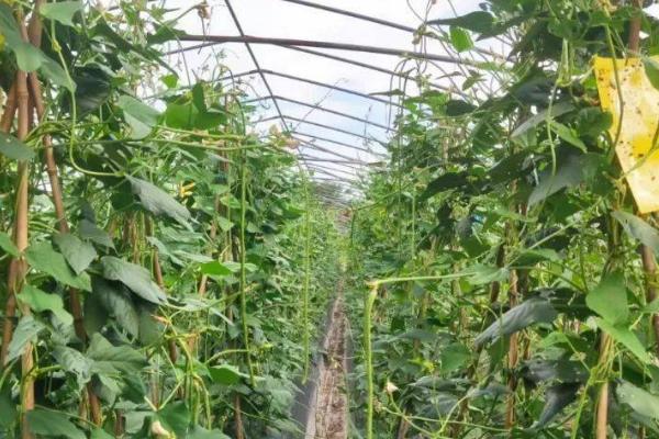 怎么防治豆角根腐病，实行轮作并种植抗病和耐病品种