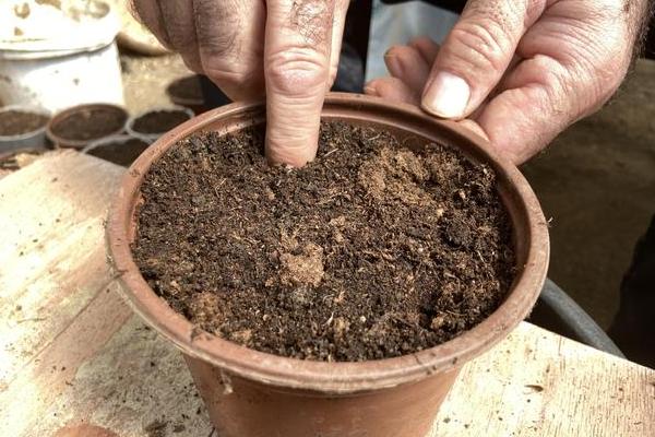 小苍兰种球如何养殖,喜欢生长在温暖环境中