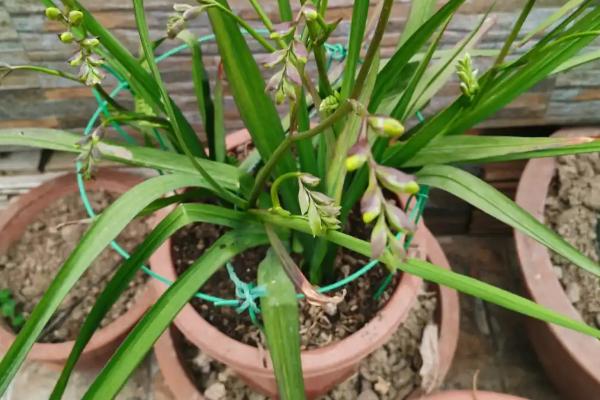 小苍兰种球如何养殖,喜欢生长在温暖环境中