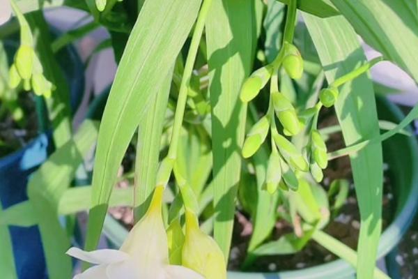 小苍兰种球如何养殖,喜欢生长在温暖环境中