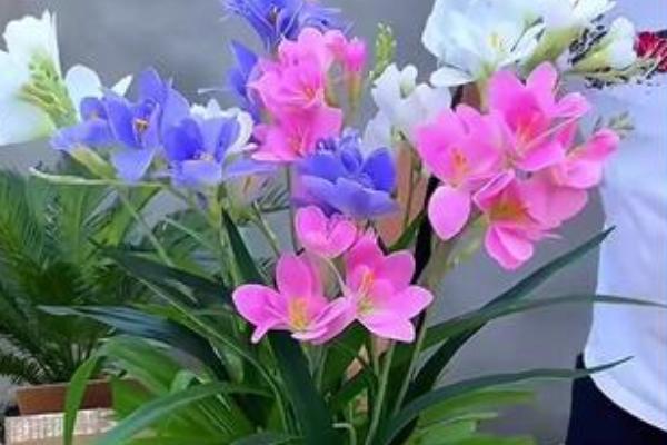 小苍兰种球如何养殖,喜欢生长在温暖环境中