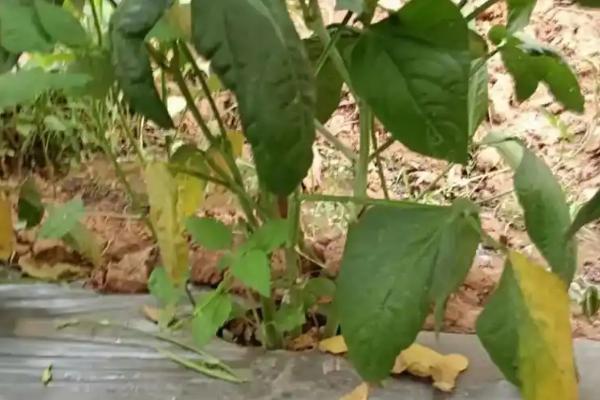 怎么防治豆角根腐病，实行轮作并种植抗病和耐病品种