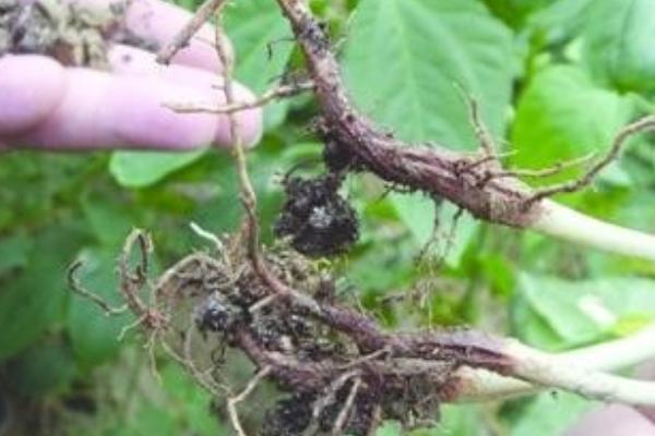 怎么防治豆角根腐病，实行轮作并种植抗病和耐病品种