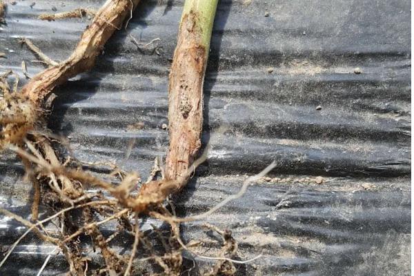 怎么防治豆角根腐病，实行轮作并种植抗病和耐病品种