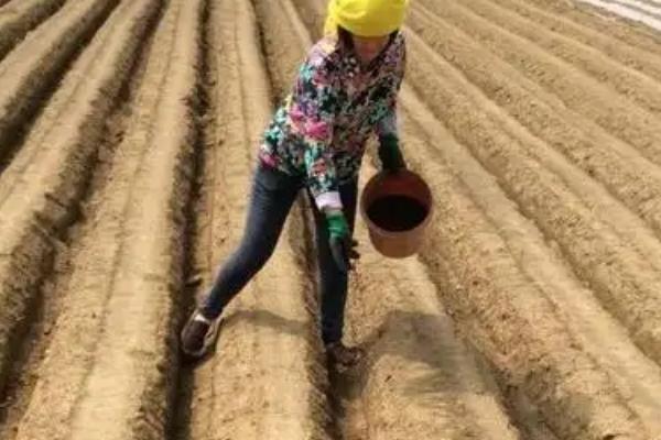 怎么防治豆角根腐病，实行轮作并种植抗病和耐病品种