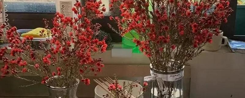 澳洲腊梅鲜切花能养多久，能养两个月