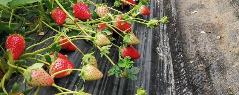 越秀草莓品种介绍，大果重量可以达到50克左右