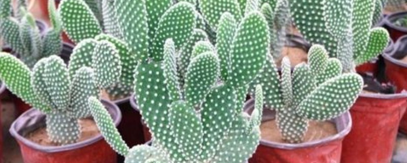 让仙人掌快速生长的方法，生长旺期每个月追施一次复合肥