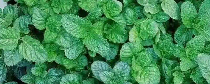 薄荷茎都黑了还能不能活，薄荷茎黑了后还能活