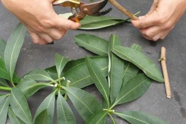 扦插发财树如何快速生根，蘸取生根粉可以提升生根速度