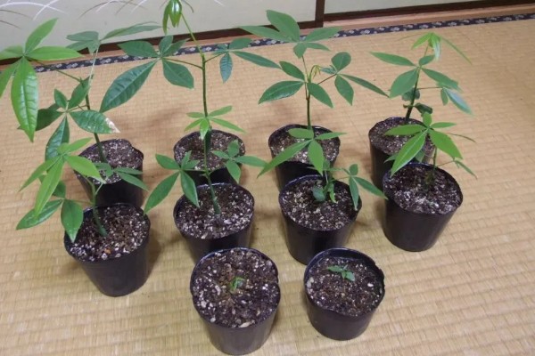 扦插发财树如何快速生根，蘸取生根粉可以提升生根速度