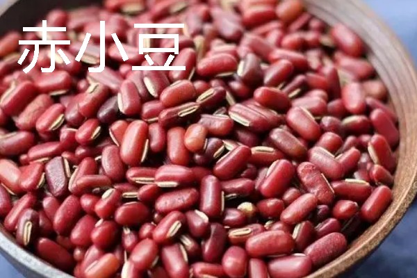 红豆8月份能种吗,红豆在8月份不可种植