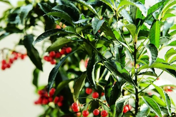 红豆8月份能种吗,红豆在8月份不可种植