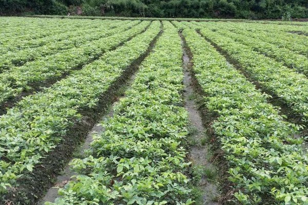 红豆8月份能种吗,红豆在8月份不可种植