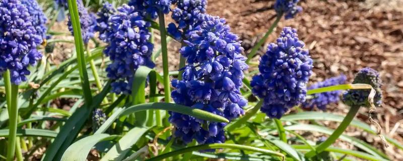 风信子是否有毒,球茎含有大量毒素