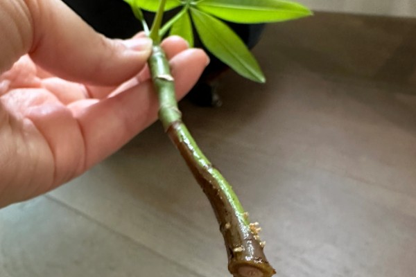 扦插发财树如何快速生根，蘸取生根粉可以提升生根速度
