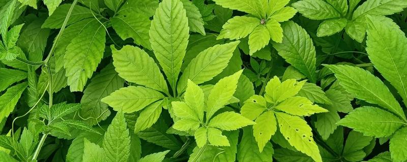 绞股蓝是哪种植物，是一种多年生草本植物