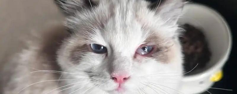 猫咪吃饭为什么流眼泪，短鼻的动物是因为身体构造缺陷所致