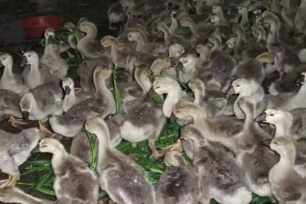 养一千只鹅国家可以补助多少，不同地区的政策不同