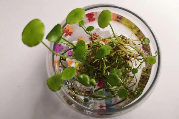 铜钱草怎么水培，要定期进行水质更换