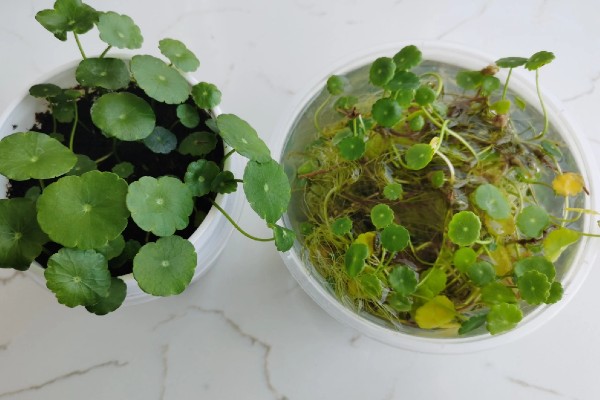 铜钱草怎么水培，要定期进行水质更换