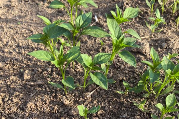 种植子弹头辣椒的要点，播种前需将种子晾晒2-3天