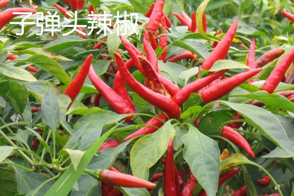 种植子弹头辣椒的要点，播种前需将种子晾晒2-3天