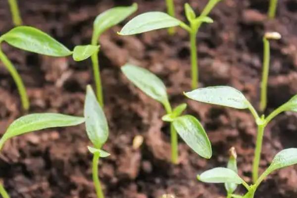 种植子弹头辣椒的要点，播种前需将种子晾晒2-3天